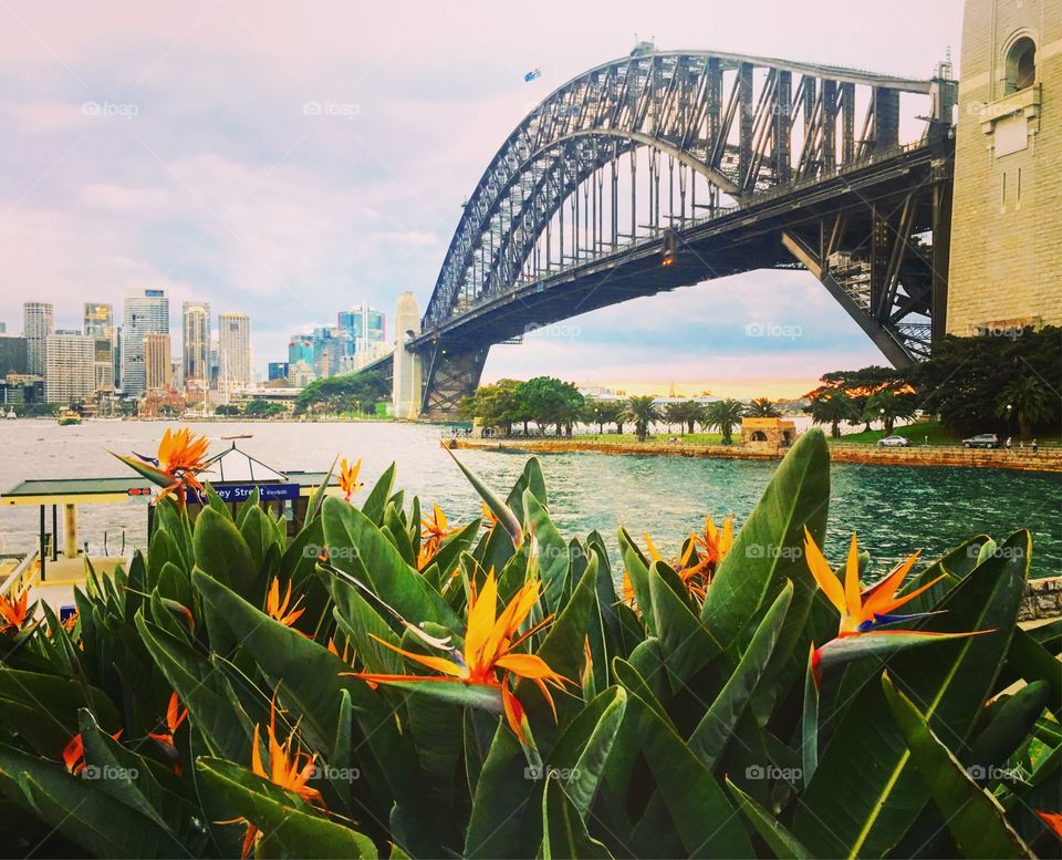 SYDNEY Harbour Bridge with flowes