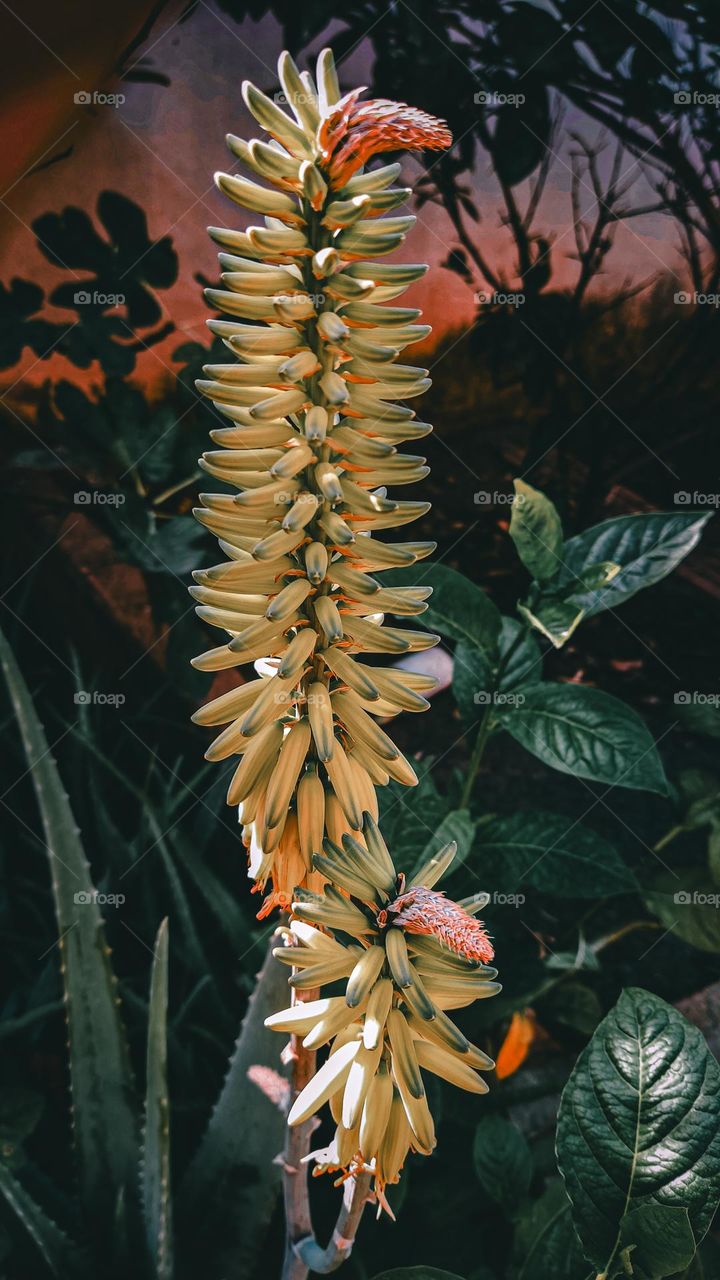 autumn color | plants