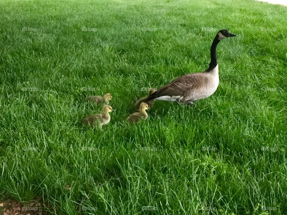 Following Mom  baby Geese’s in the park 