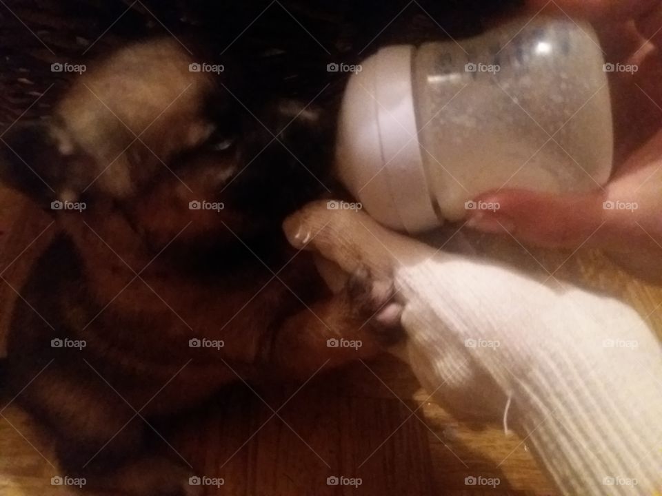 Close-up of a person's hand feeding milk to cute puppy