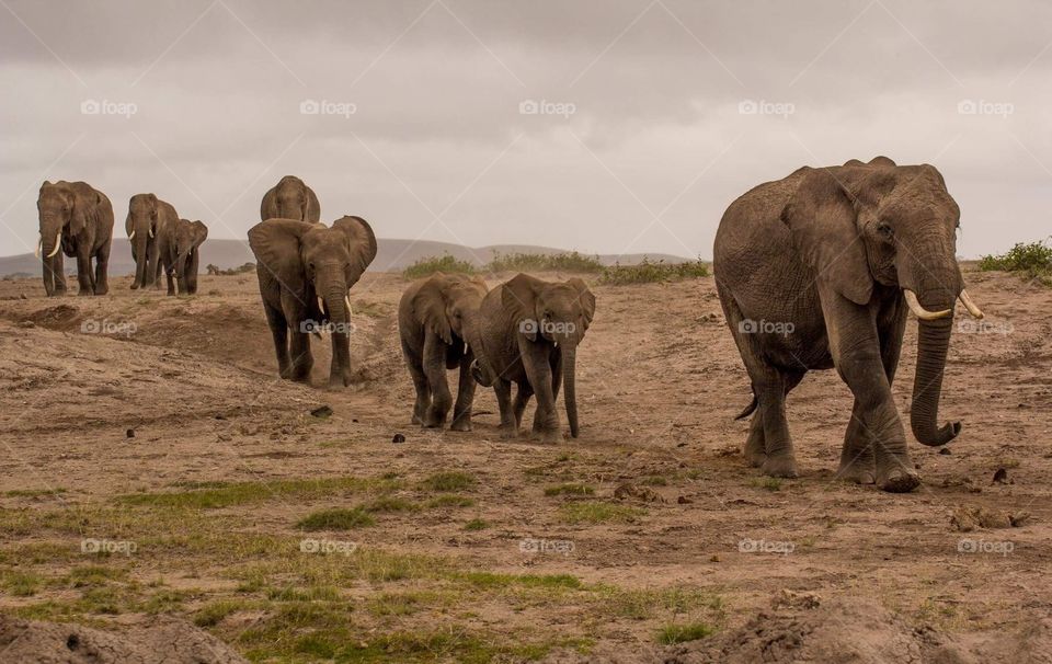 Herd of elephants 