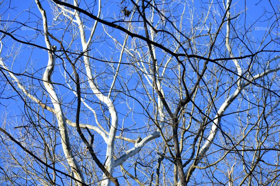 Low angle view of tree branches