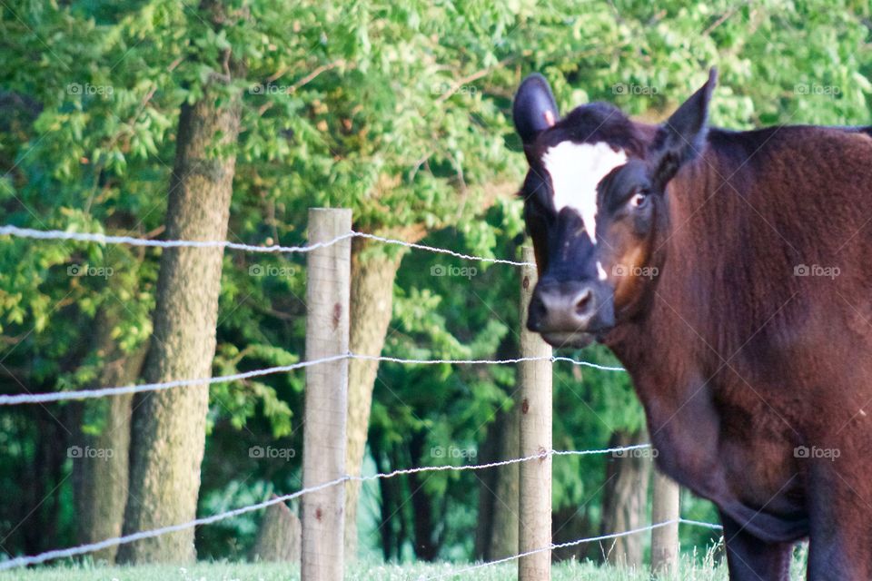 A steer standing, by a wire fence next to a grove of trees, looking at the camera