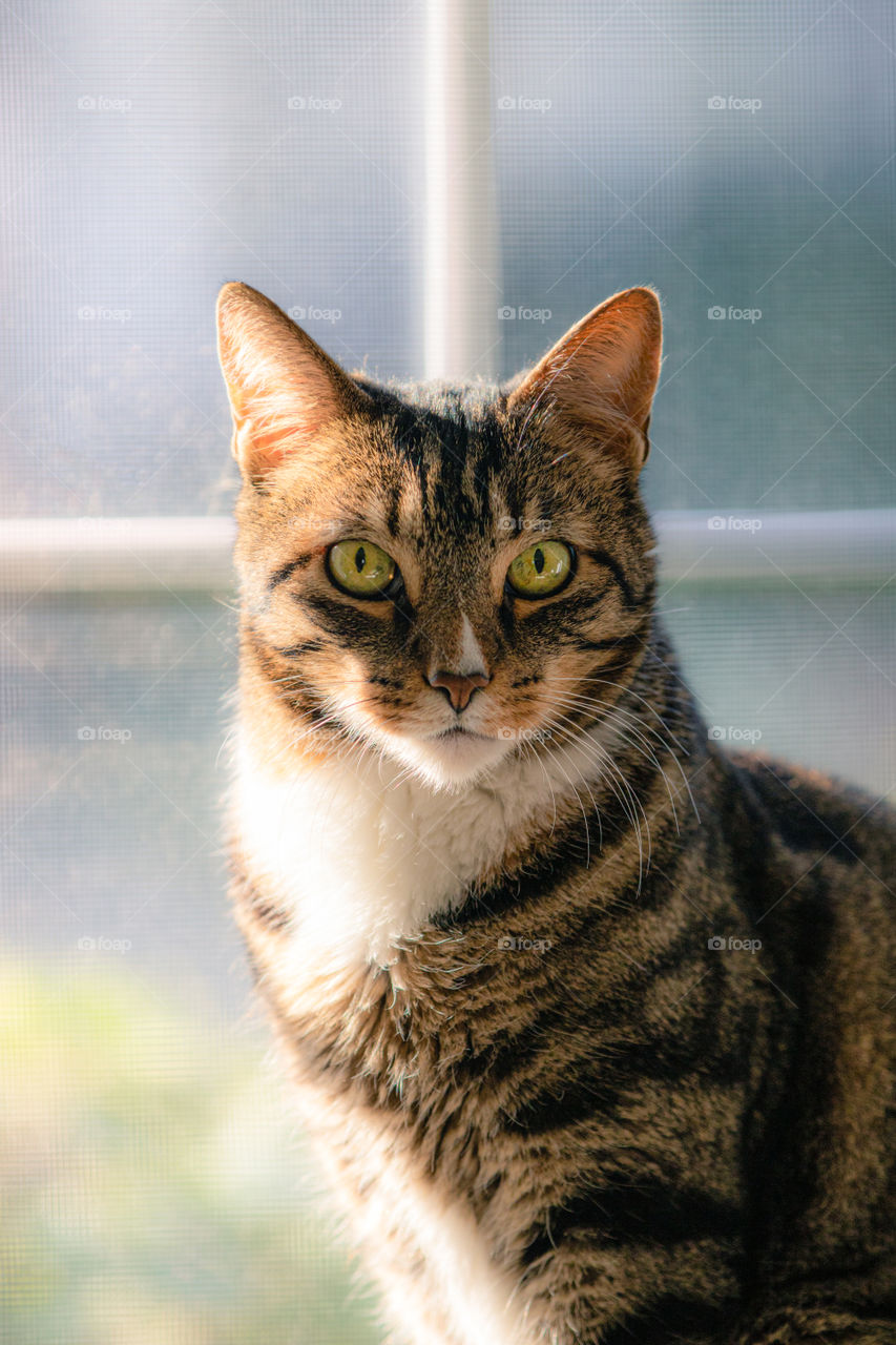 Tabby cat with green eyes looking forward, as golden sunlight shines through a window. 