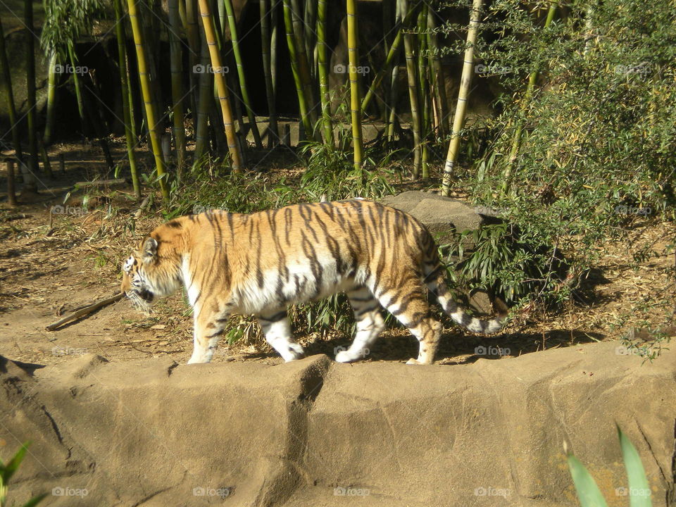 tiger strut. out for a stroll