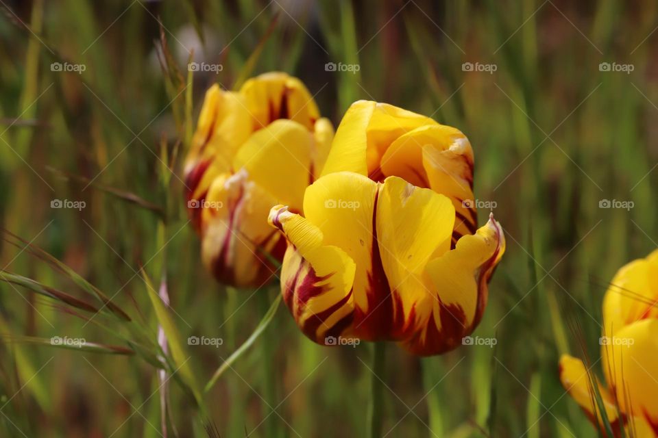 Tulips in springtime 