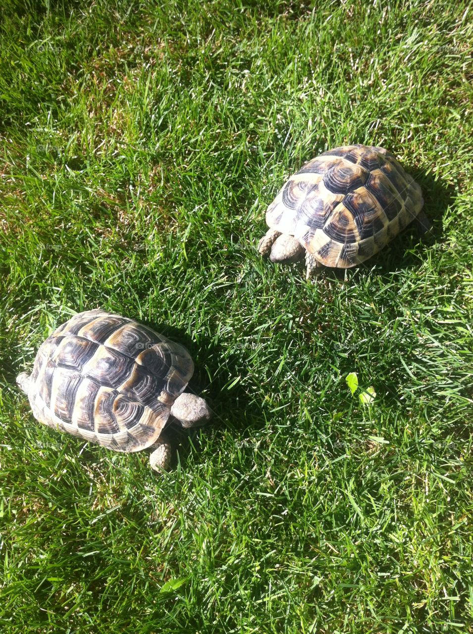 Turtels