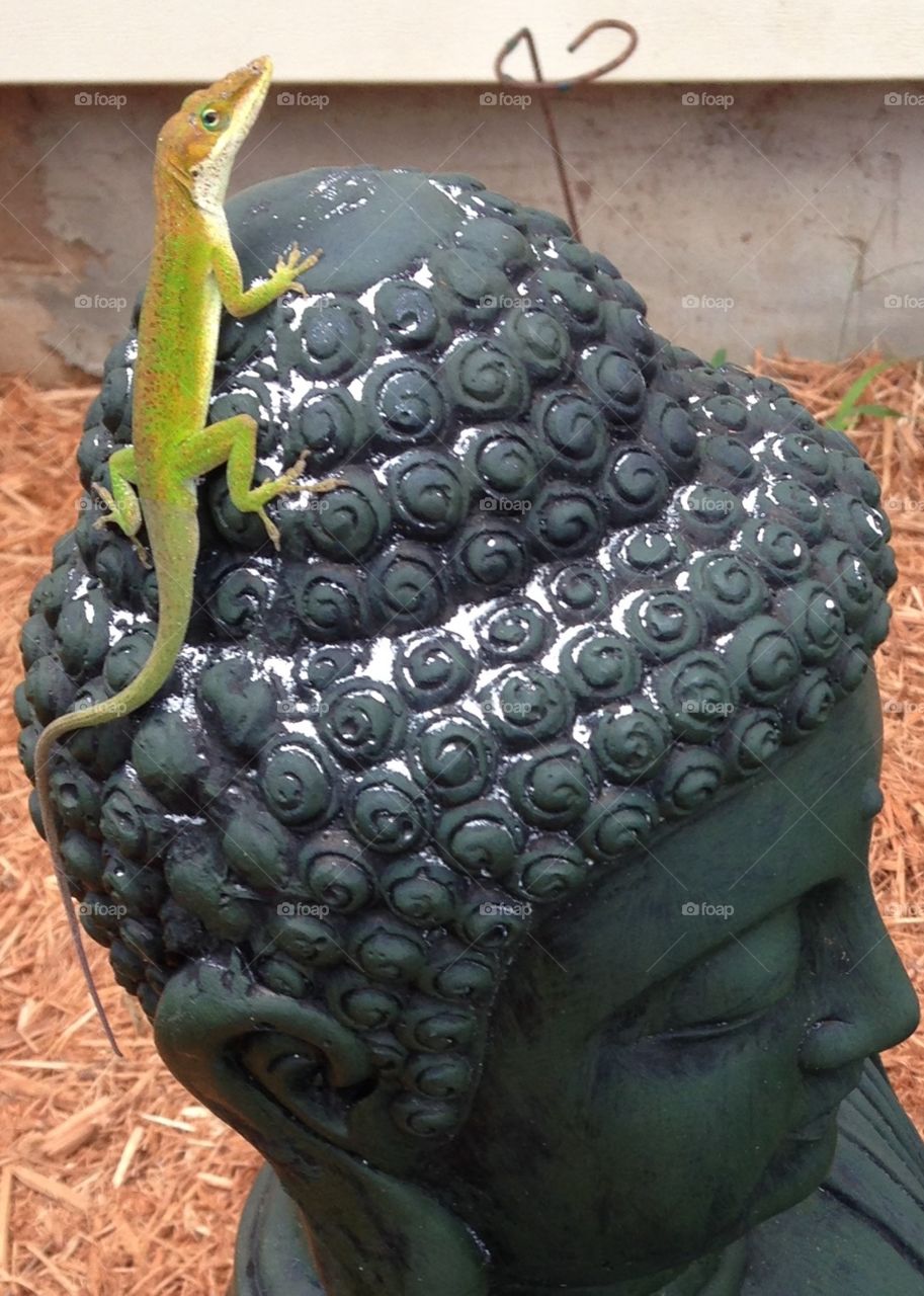 Buda lizard 