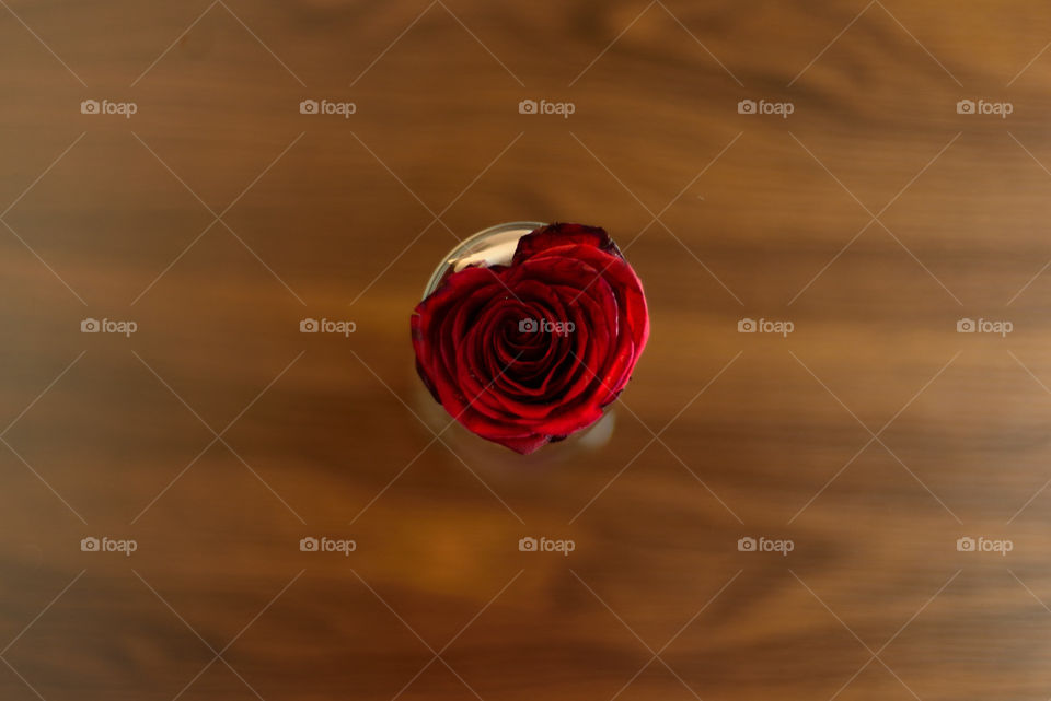 Sección de foto con una rosa, Flor hermosa, Naturaleza, Fotografía, hobby, amor del bueno !!