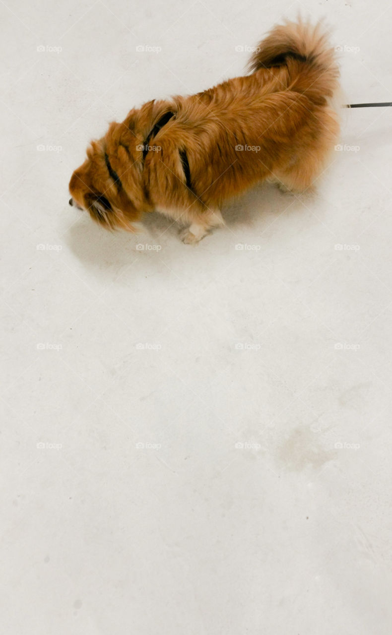 A red doggy on a white floor