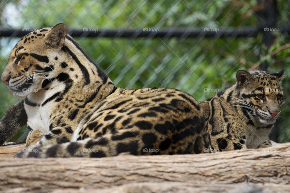 Clouded leopards rest in the afternoon heat