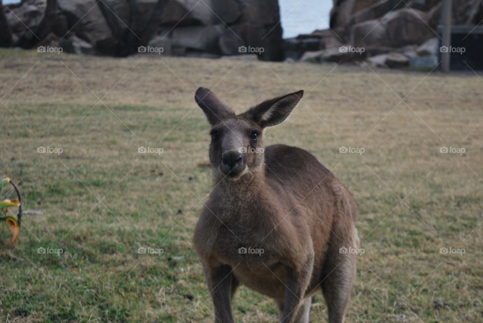 A kangaroo in Australia.