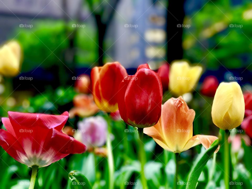 Spring tulips at New York City