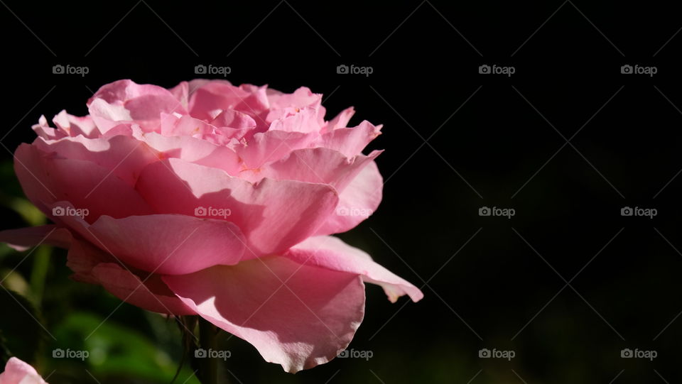 Pink rose on black background