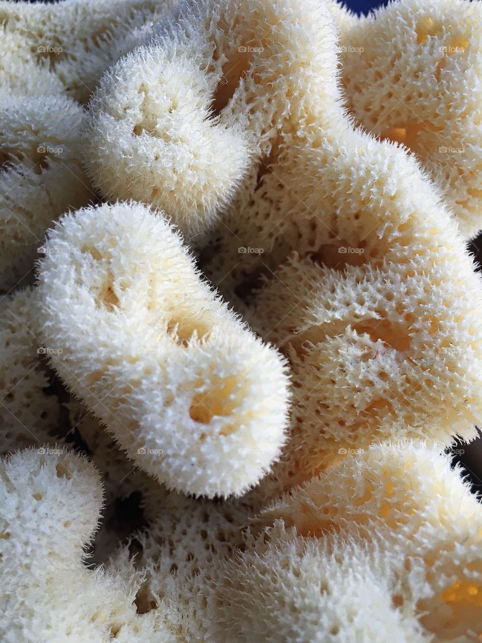 Sponge. An incredible sea creature, with an amazing architecture. Too fascinating to just be used for a bath...
