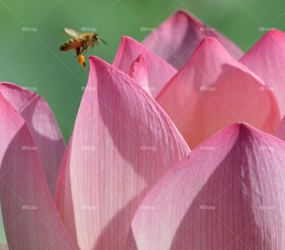 insect plant life, close up of a lotus flower being pollinated by bees