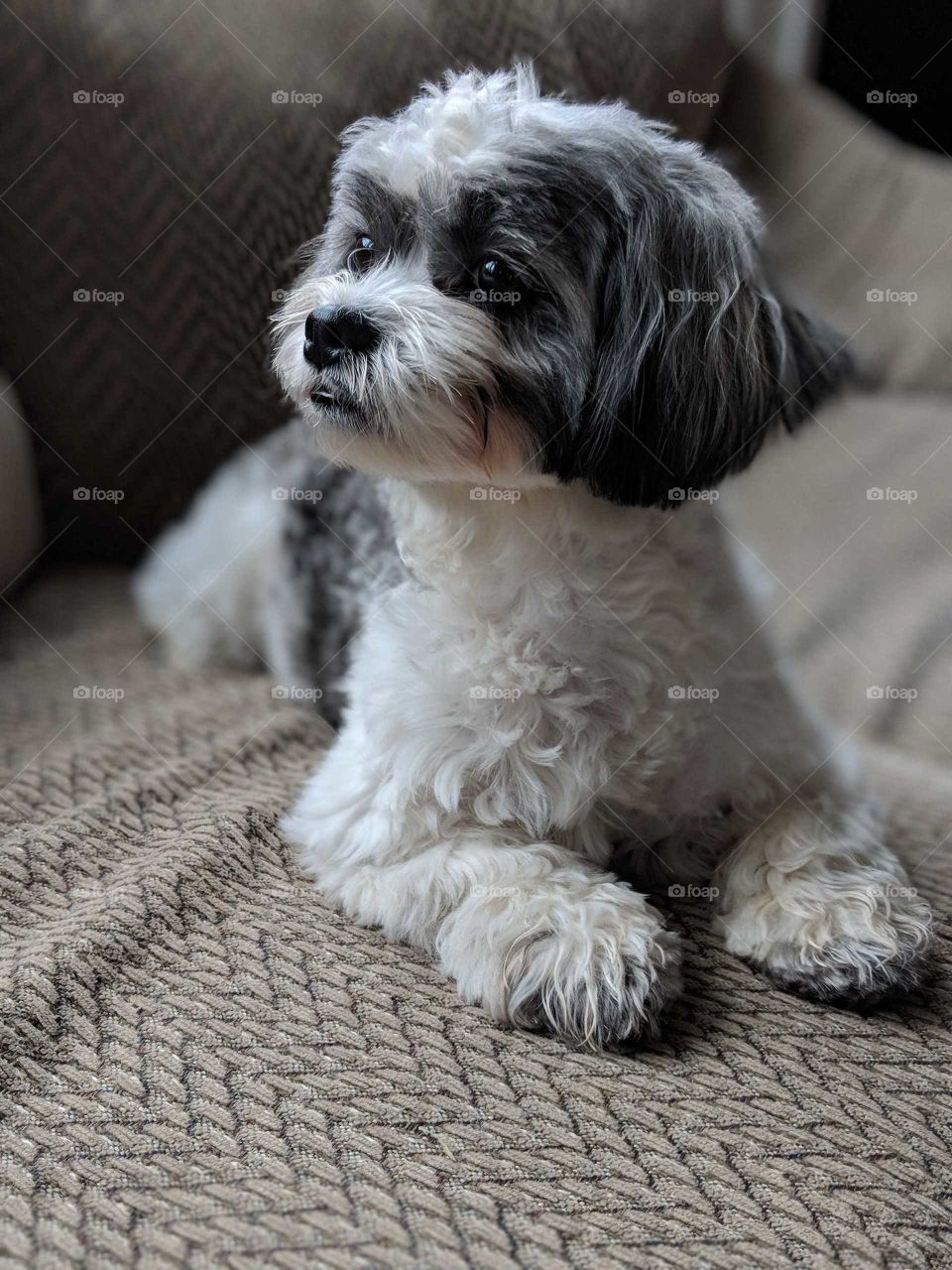 puppy looking for owner