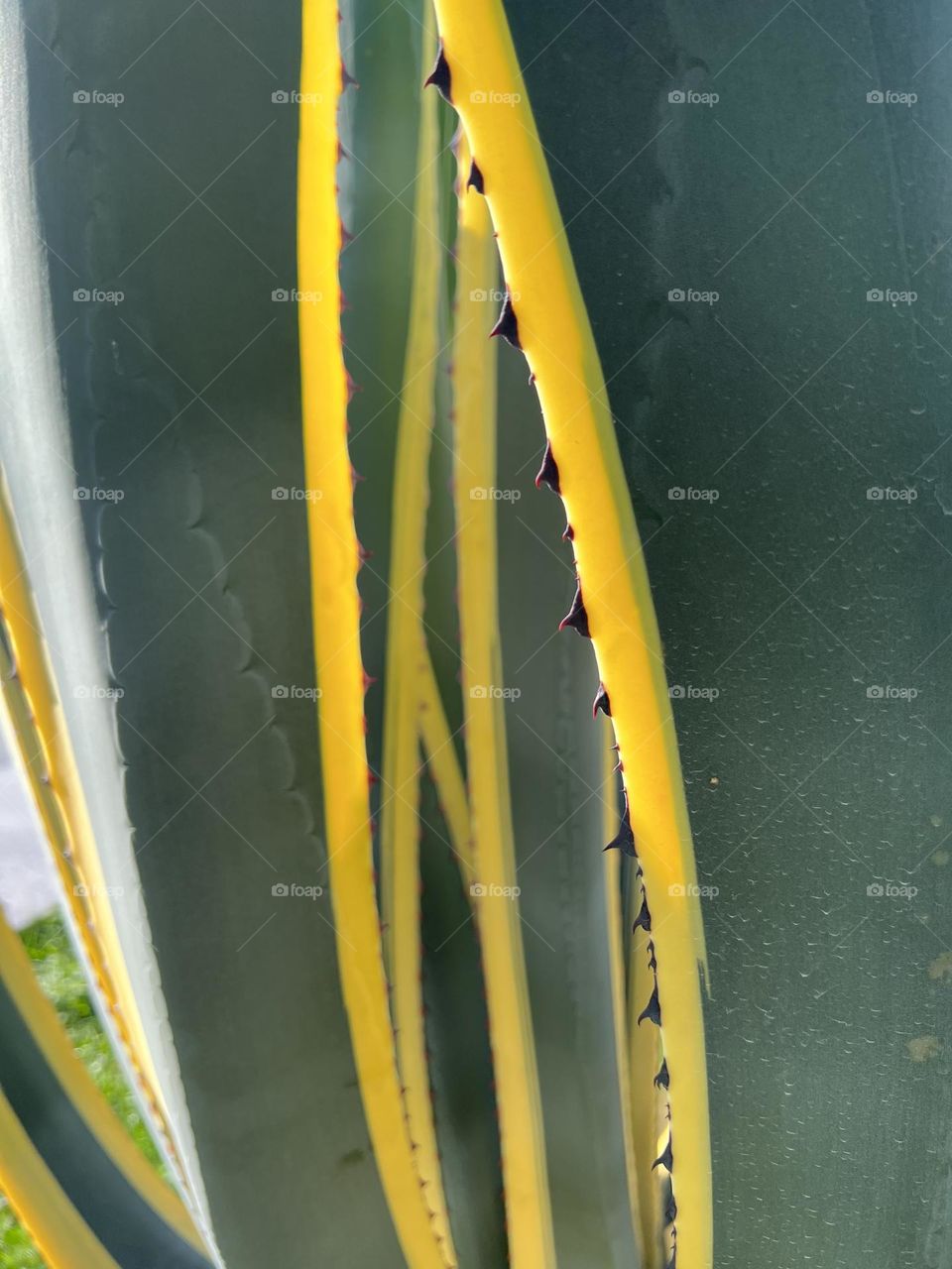 Plants green abstract macros