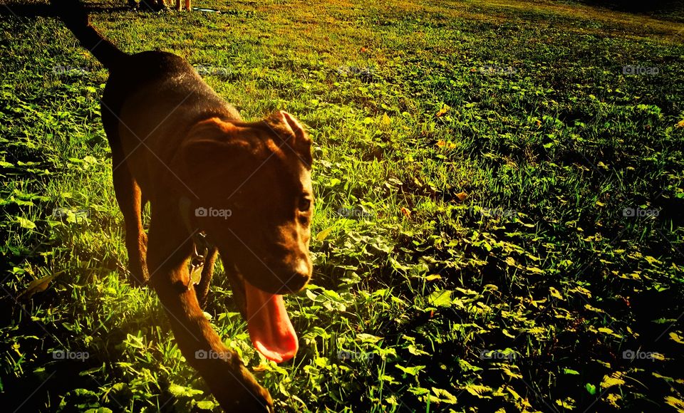 Happy little black puppy with a big tongue trotting across a green field with golden sunshine 