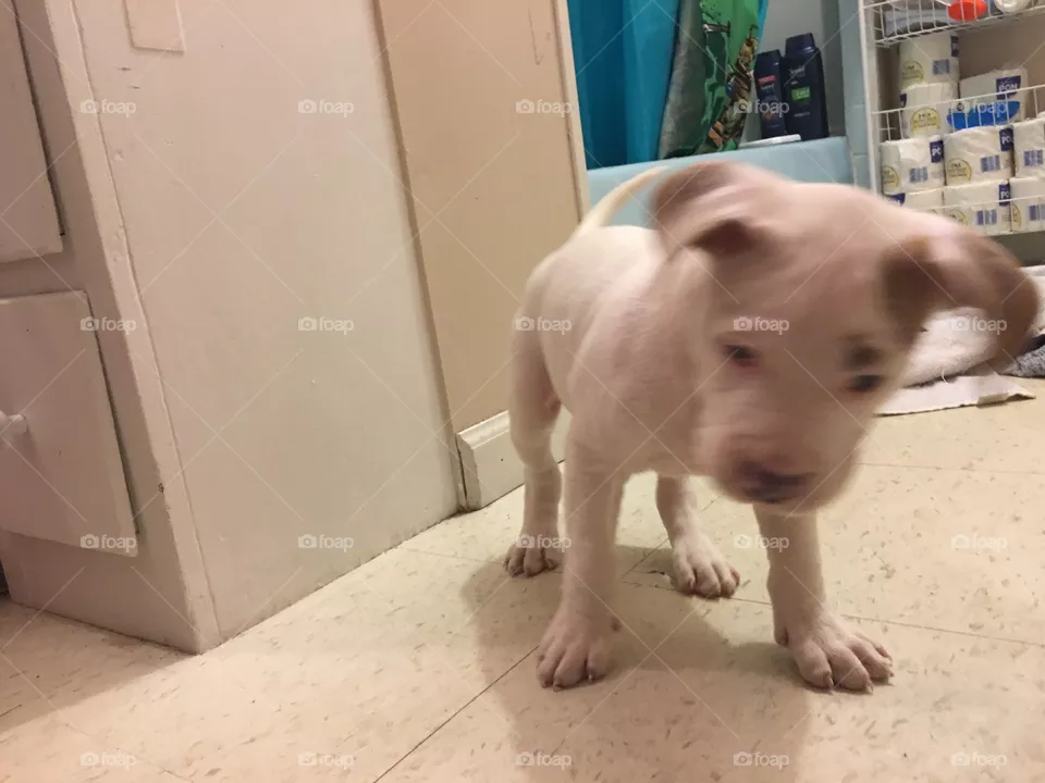 Cute dog
