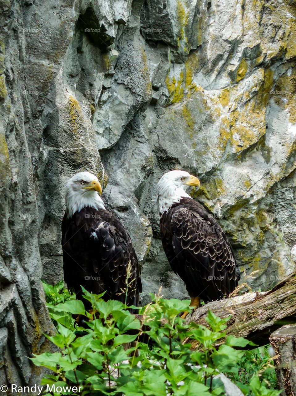 Rodger Williams Park Zoo
Providence RI