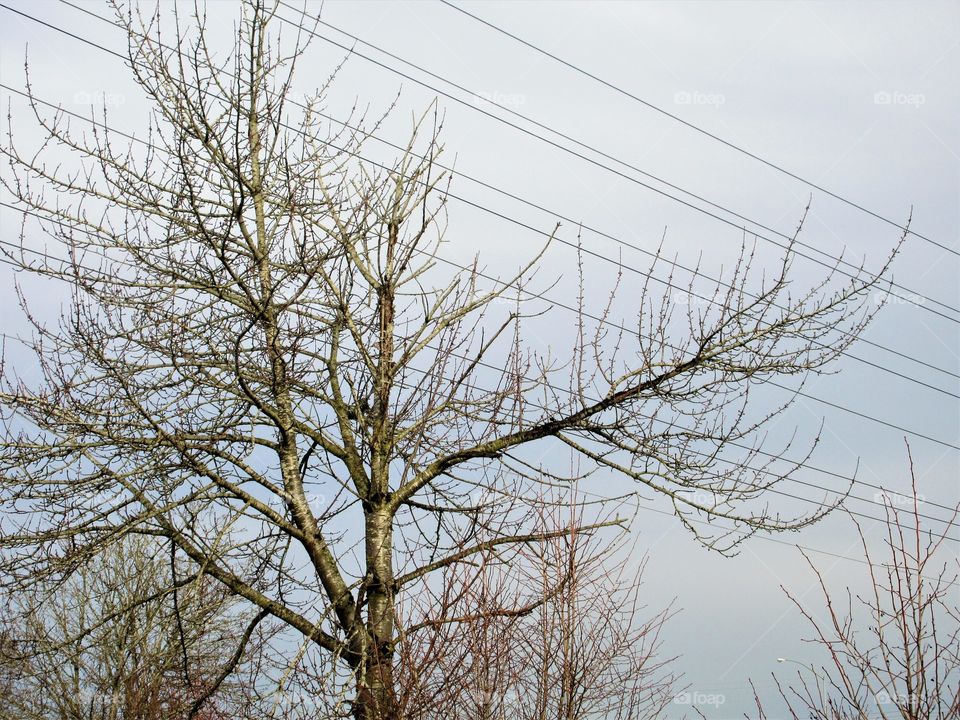 dramatic tree and power lines