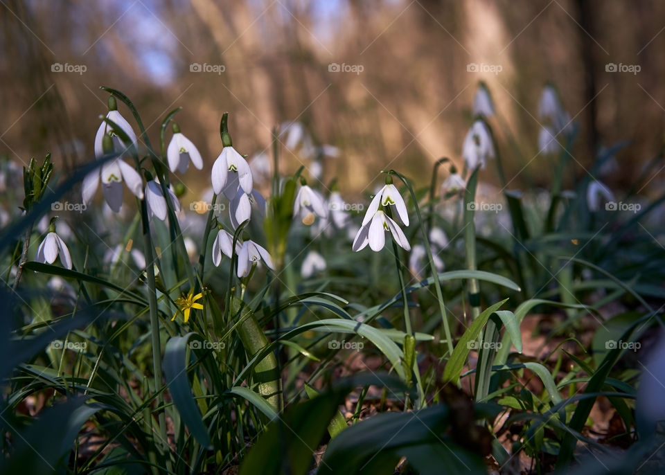 Beautiful snowdrops flowers in the early spring  forest. 