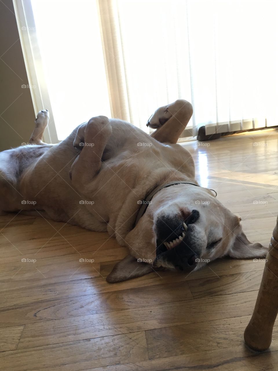 Happy golden Labrador on his back