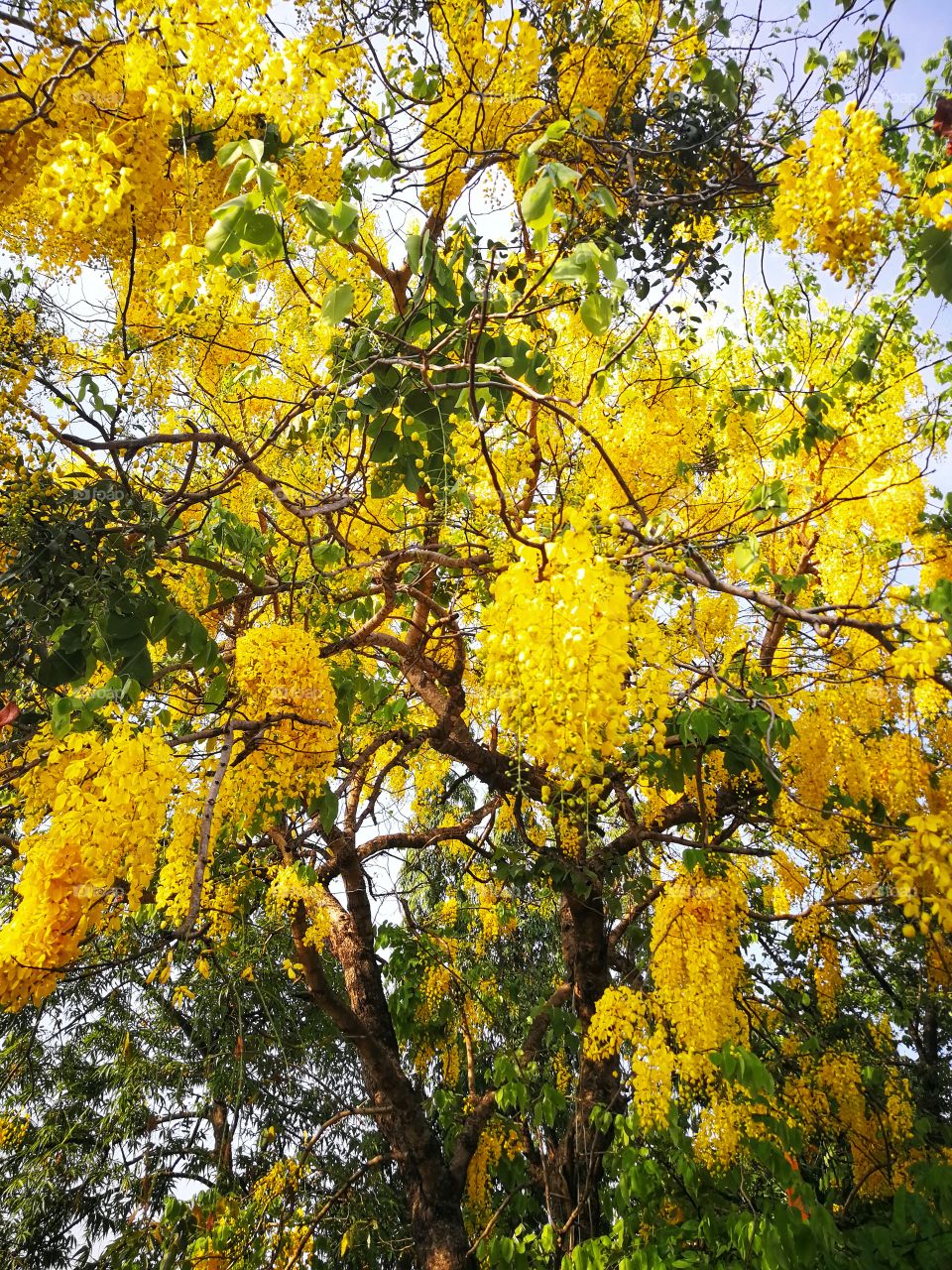Clusters of bright yellow flowers in tropical tree