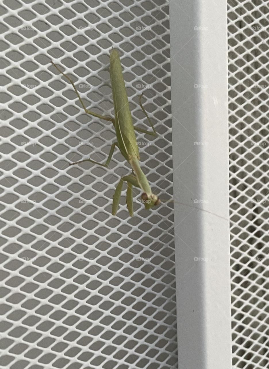 A Green praying mantis on a screen door. 