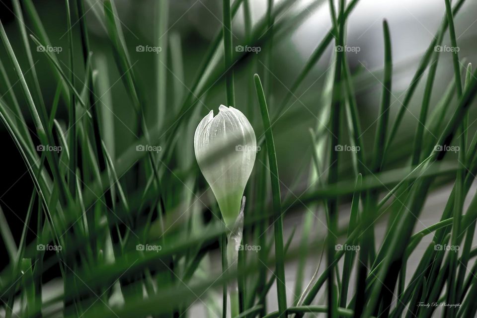 Beautiful white flower
