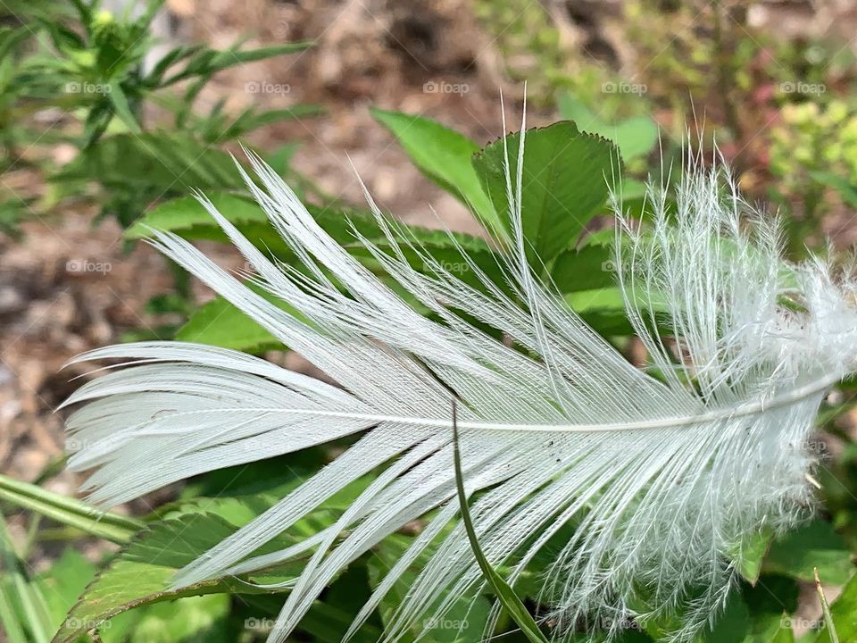 White Duck Feather From The Pond In The Central Eastern Floridian City Close-Up.