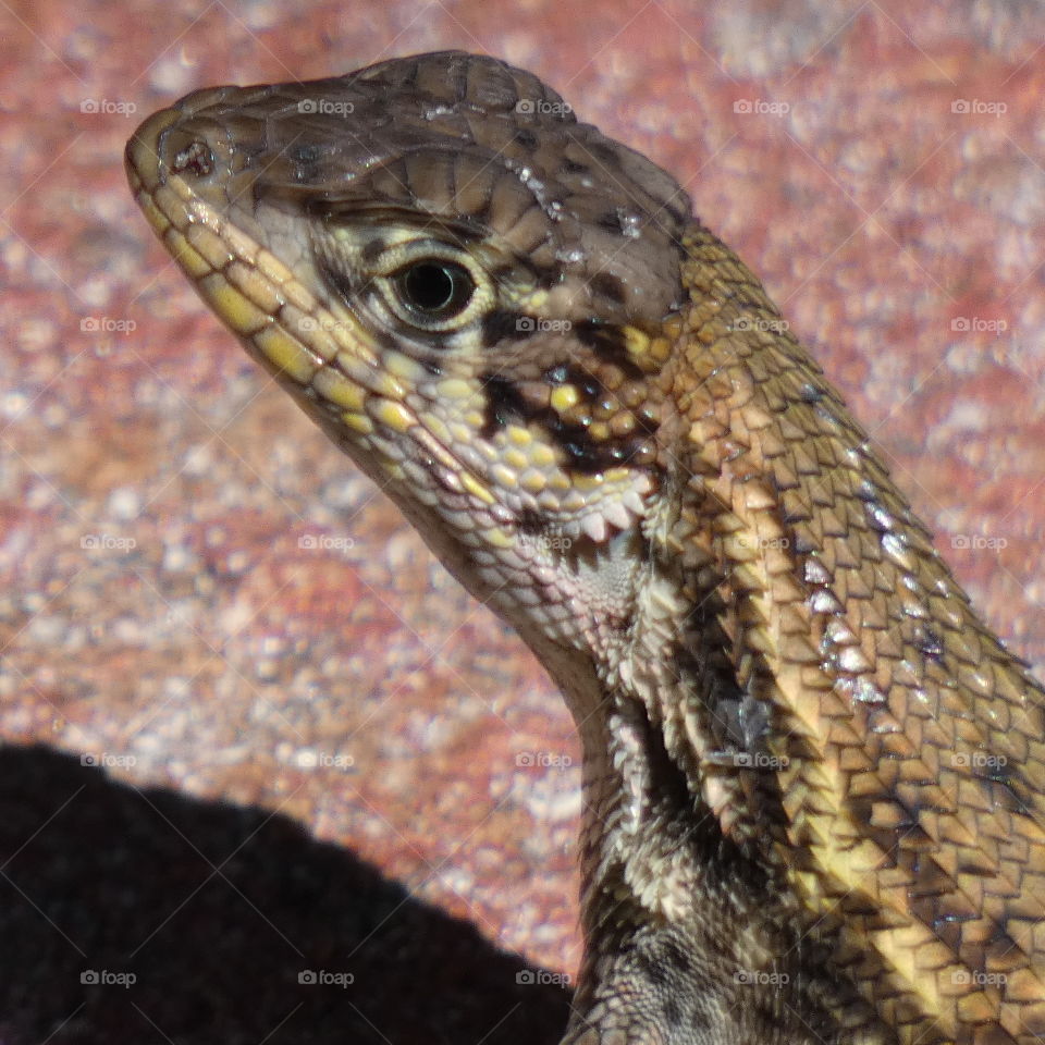 curly tail lizard