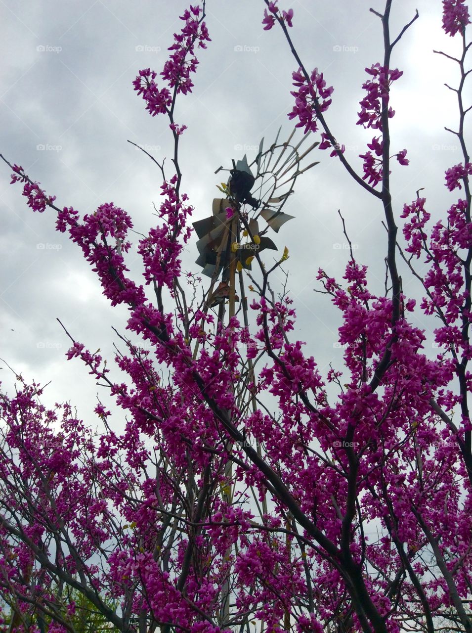 Windmill and blooming tree