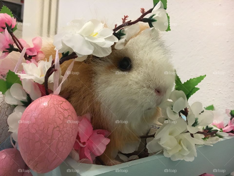 Easter guinea pig