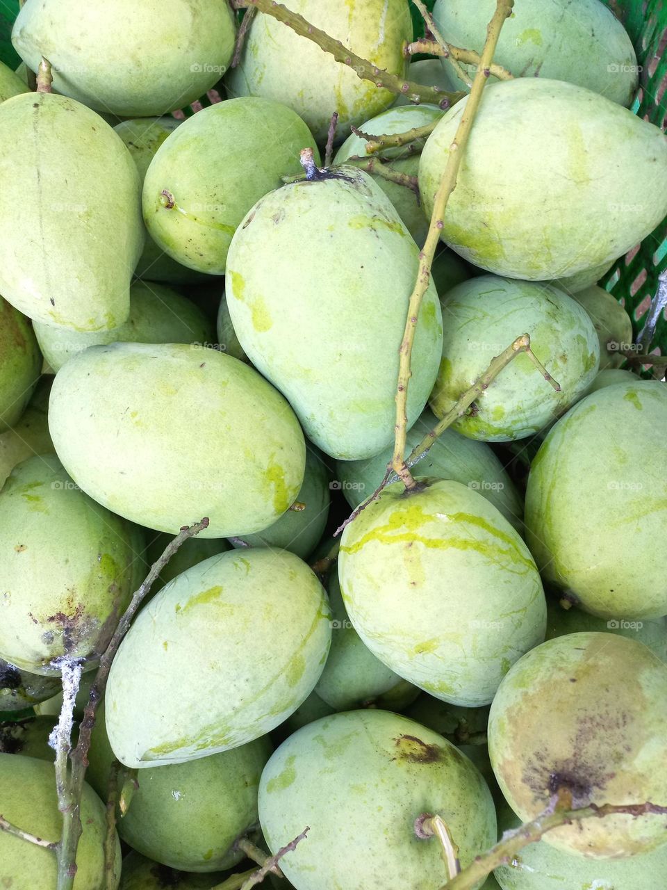 Mango or mempelam is the name of a type of fruit, as well as the name of the tree.