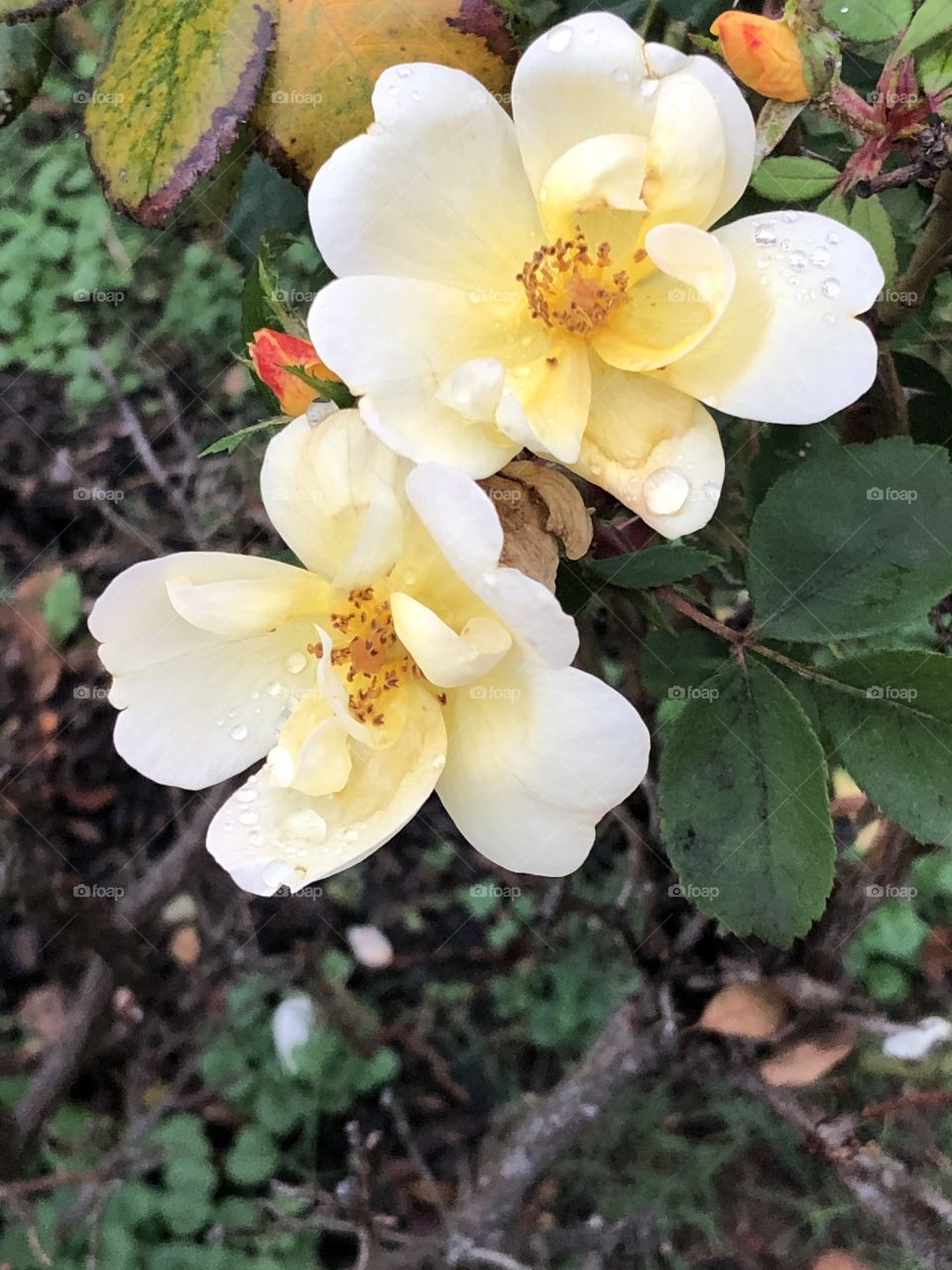 When Fall and Summer collide