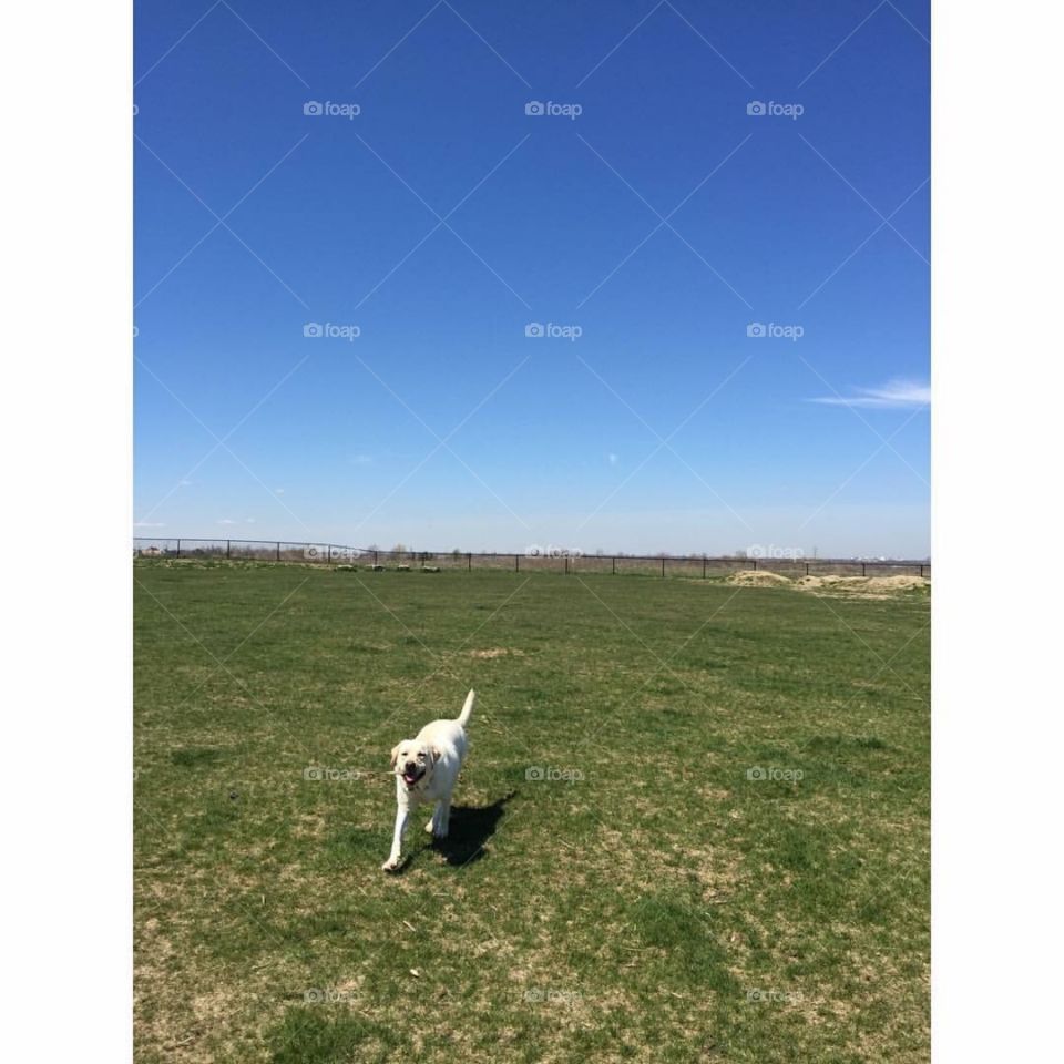 Dog running in field