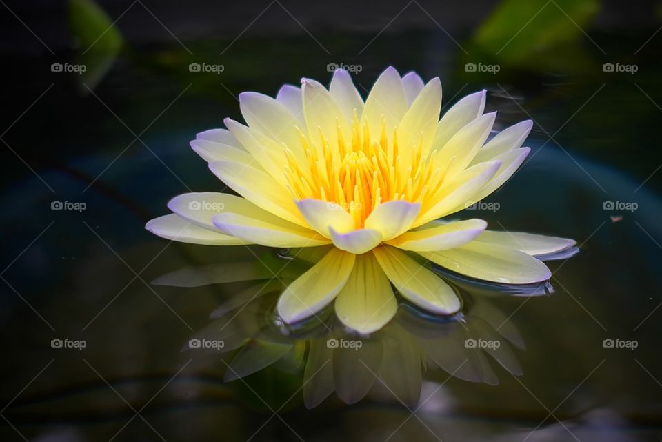 Yellow waterlily