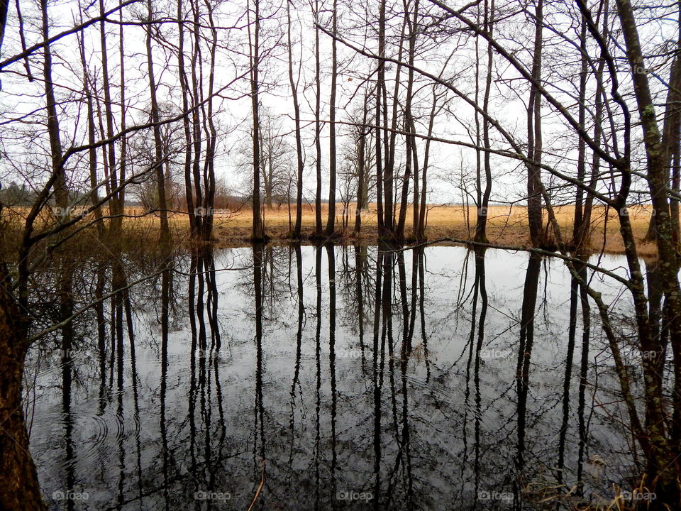 Black trees in the country