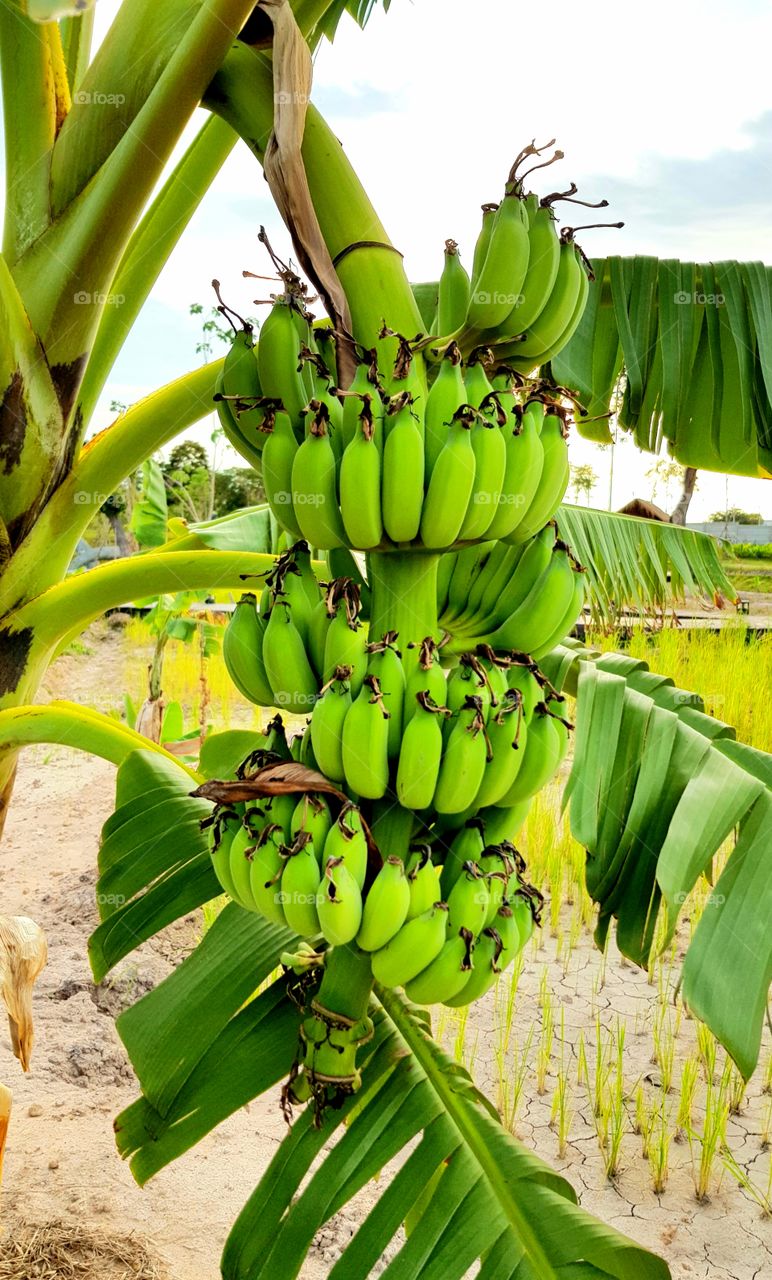 Sugar banana with its tree