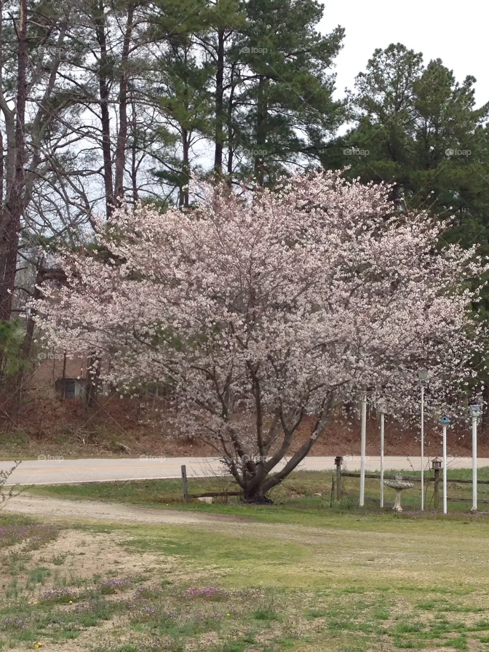 Cherry tree