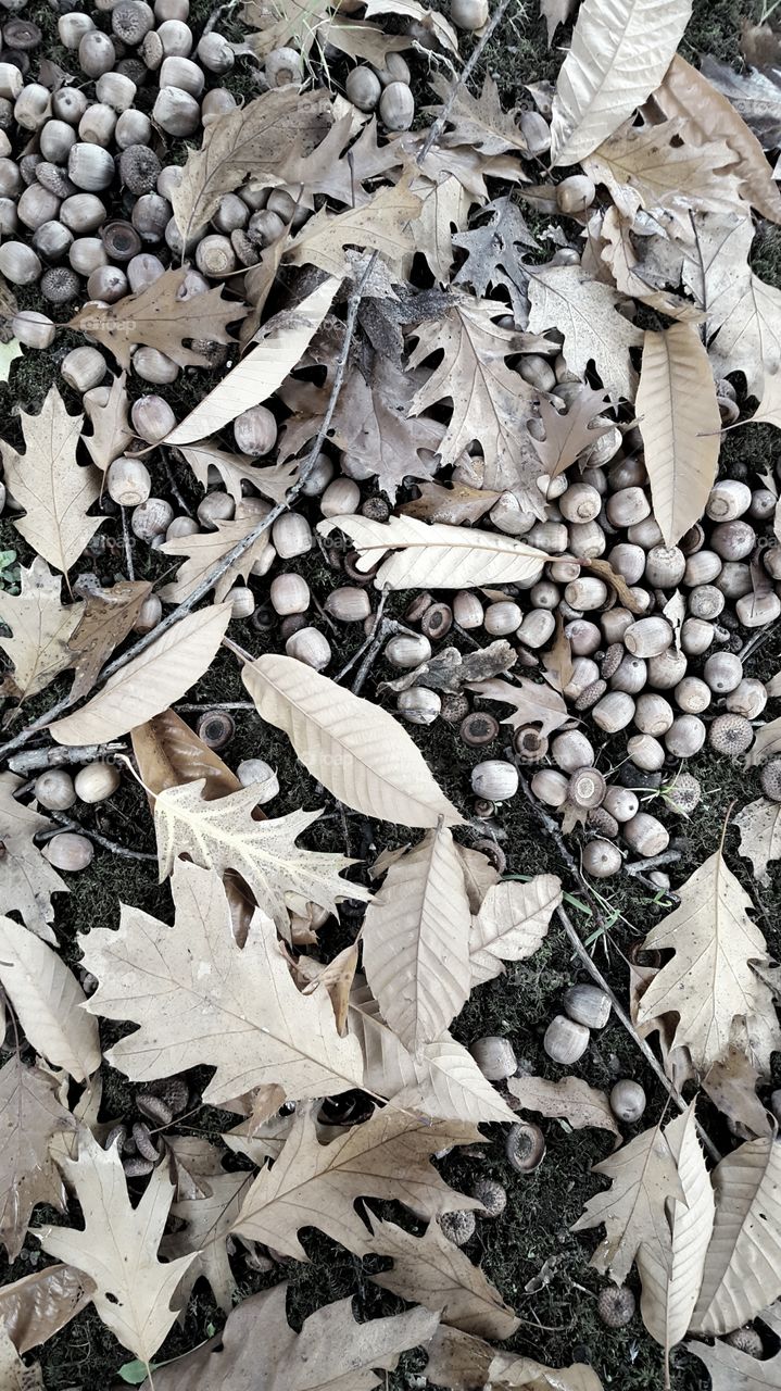 Leaves and acorns going grey in the forest.