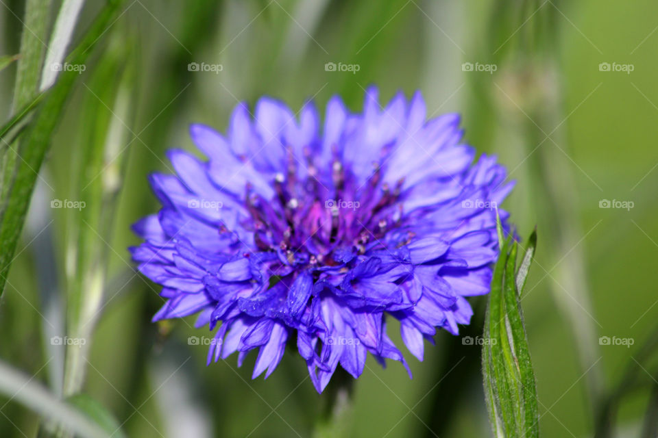 Cornflower, field flower, meadow flower, flower