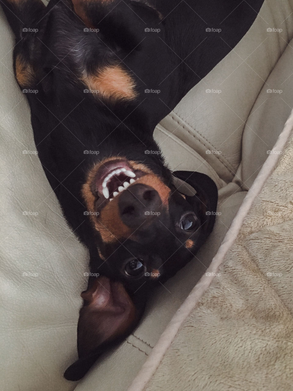 Dachshund lying on sofa