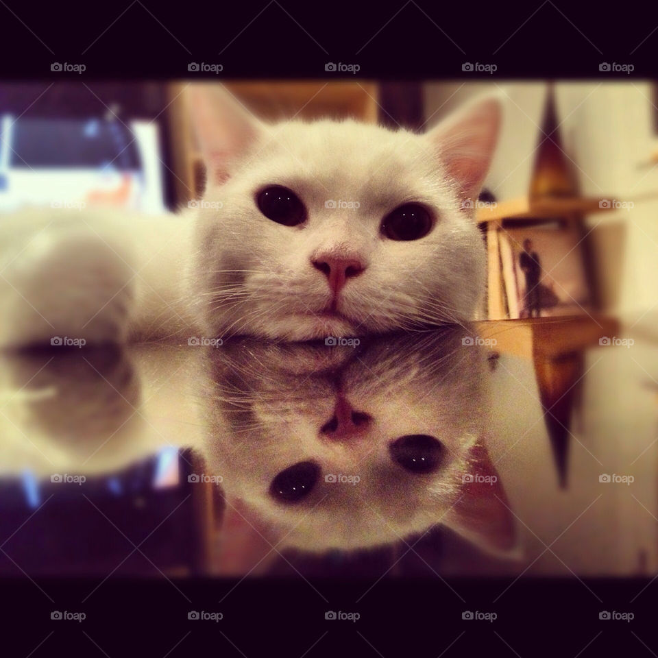 white cat cute reflection by maytetxu