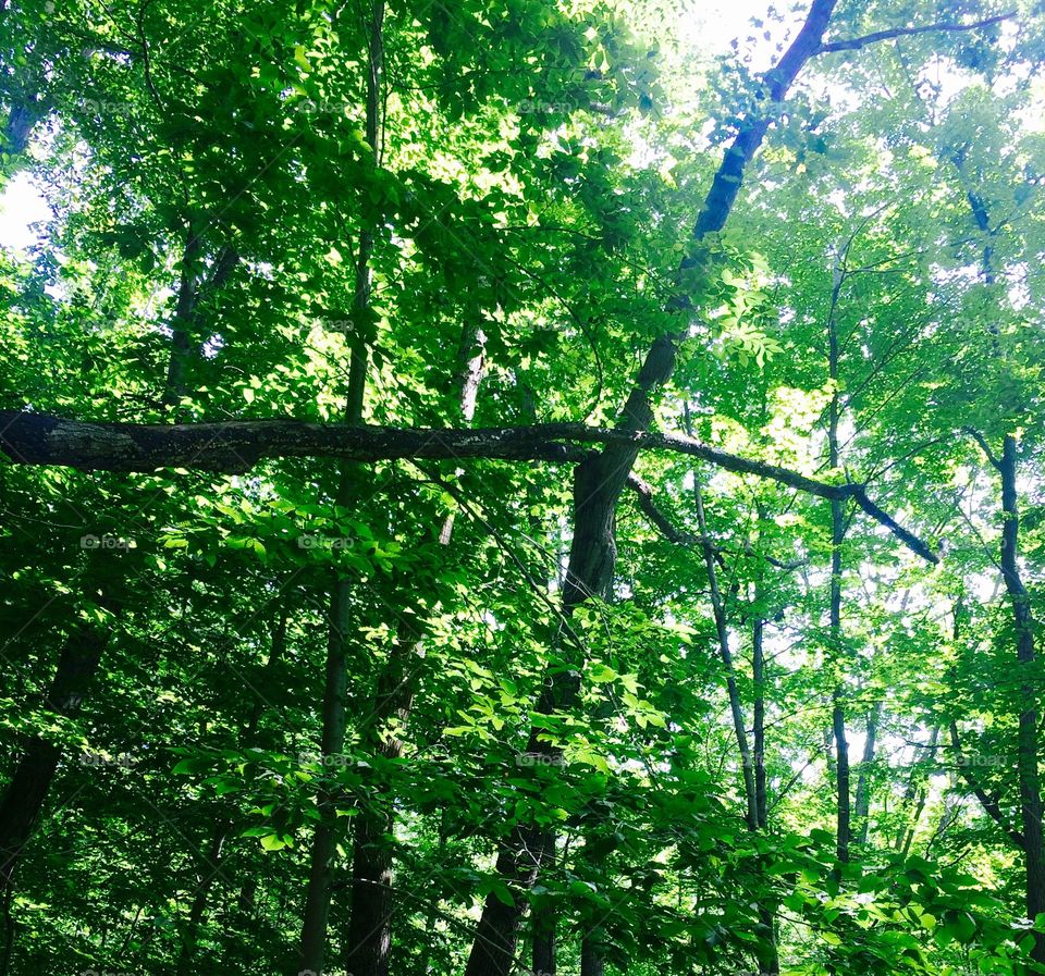 Wood, Leaf, Nature, Tree, Environment