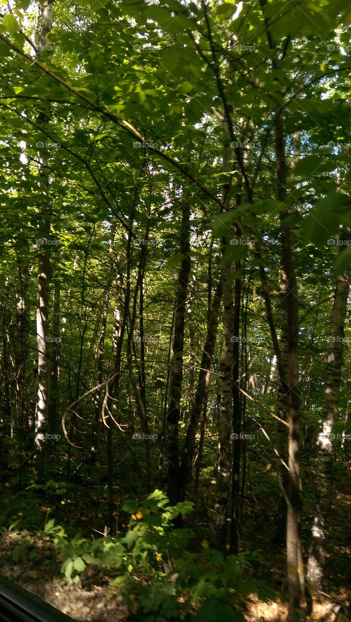 Wood, Leaf, Nature, No Person, Fair Weather