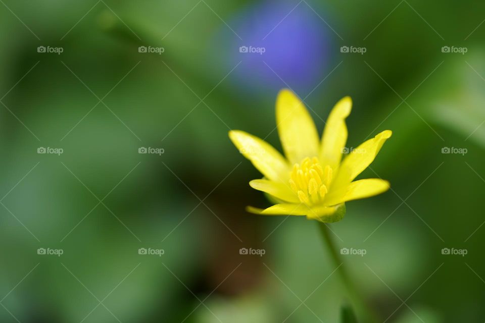Tiny flower 