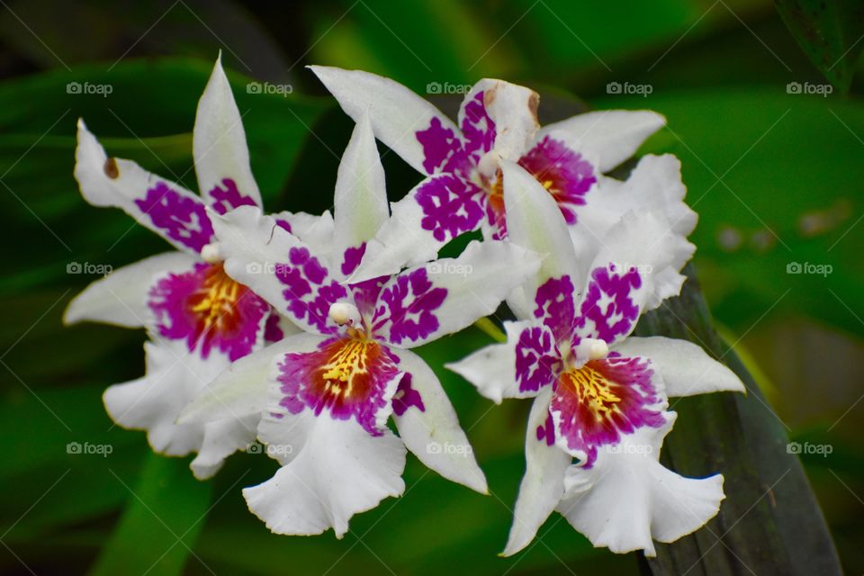 Striking white orchids with purple and yellow details